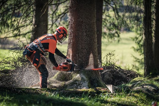 A person using a chainsaw to cut down a tree in a forest setting.