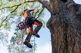 A person climbing a tree using a chainsaw and ropes for tree maintenance.
