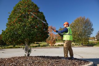 A person in work gear using a pole saw to trim a tree in a park setting.