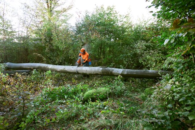 Working with chainsaws part 1