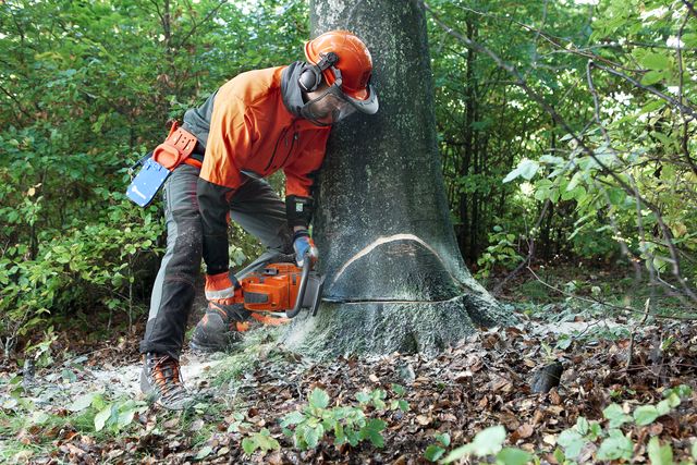 How to use a chainsaw Working with chainsaws, part 1