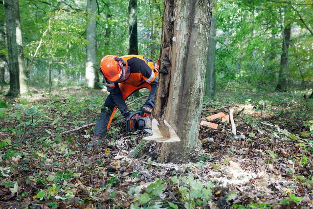 Images Working with chainsaws, part 2