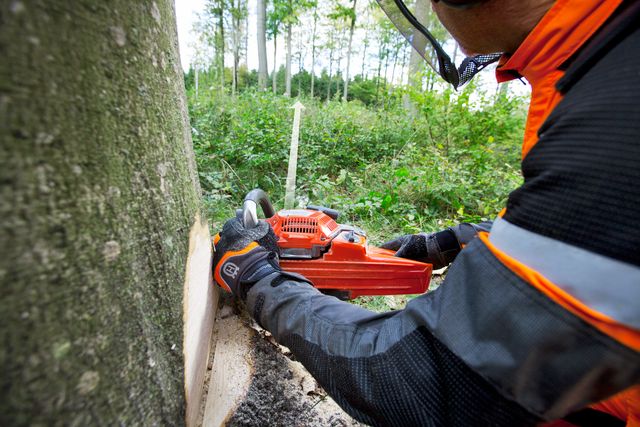 Images Working with chainsaws, part 2