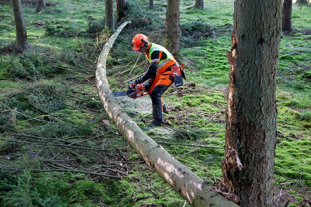 Images Working with chainsaws, part 2