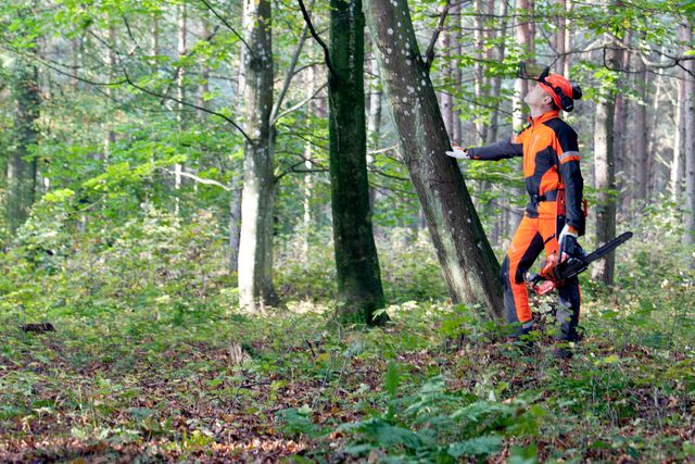 Images Working with chainsaws, part 2
