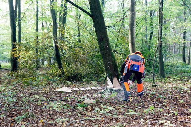 Images Working with chainsaws, part 2
