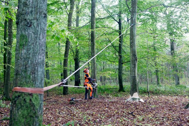 Two people in work gear using a rope system in a forest setting.
