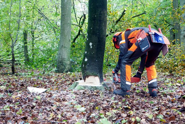 Images Working with chainsaws, part 2