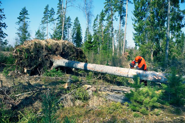Images Working with chainsaws, part 2