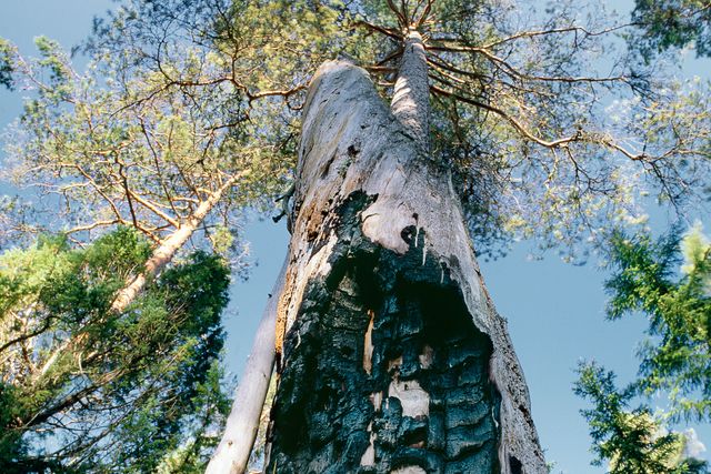 Images Working with chainsaws, part 2