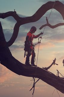 A person in work gear climbing a large tree branch at sunset.