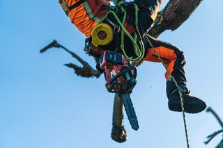 A person in work gear climbing a tree with a chainsaw attached to their harness.