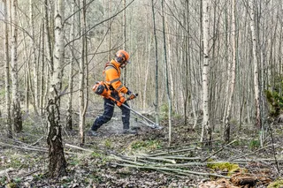 A person using a brushcutter to clear undergrowth in a forest area.