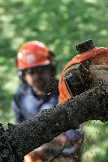 A person using a Husqvarna chainsaw to cut a tree branch outdoors.