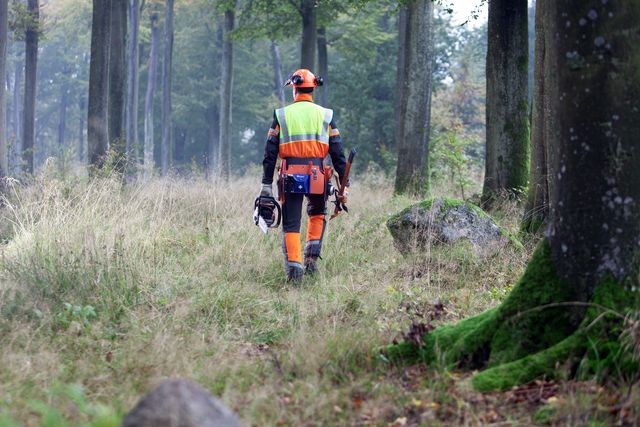 Images Working with chainsaws, part 2