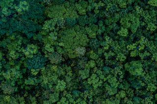 Aerial view of dense forest canopy.