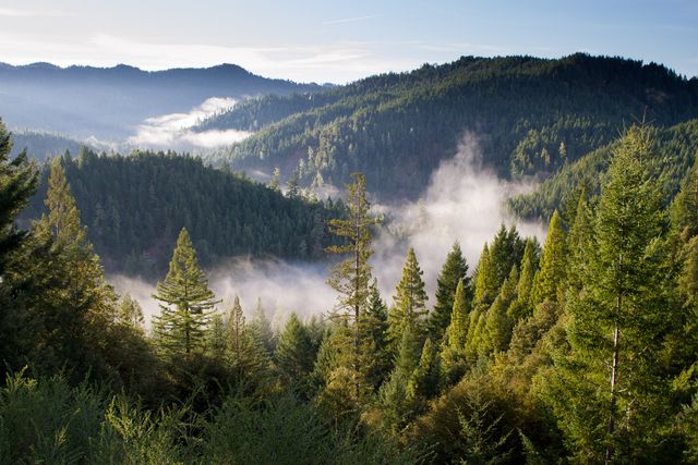 A scenic view of a forested valley with mist rising among the trees.