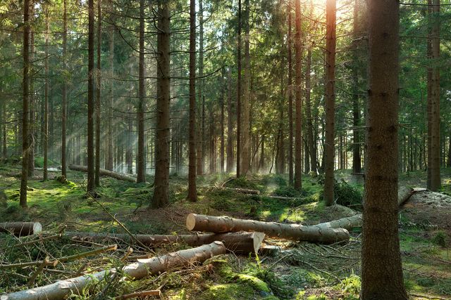 Sunlight filtering through a dense forest with cut tree logs scattered on the mossy ground.