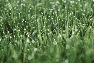 Wet grass
