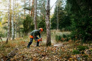 A person using a chainsaw to cut a tree in a forest setting.