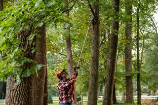 A person using a pole saw to trim tree branches in a park setting.